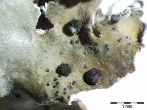 [Abrothallus acetabuli]