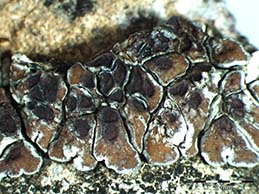 [Acarospora cervina]