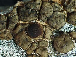 [Acarospora murorum]