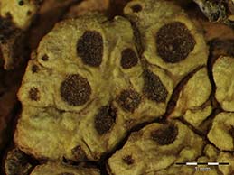 [Acarospora schleicheri]