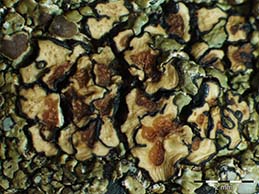 [Acarospora scotica]