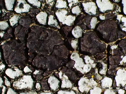 [Acarospora hospitans]