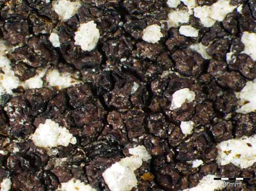 [Acarospora hospitans]