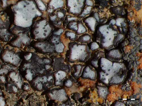 [Acarospora versicolor]