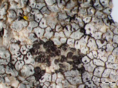 [Acarospora versicolor]