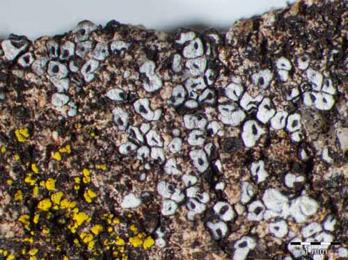 [Acarospora versicolor]