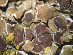 [Acarospora cervina]