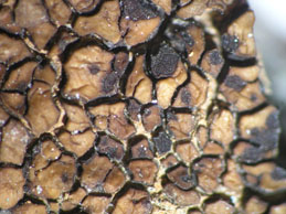 [Acarospora pseudofuscata]