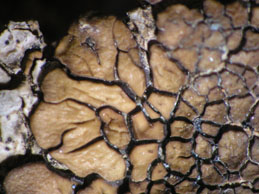 [Acarospora pseudofuscata]