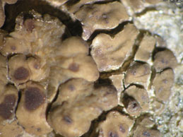 [Acarospora umbilicata]