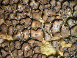 [Acarospora umbilicata]