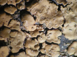 [Acarospora umbilicata]