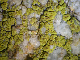 [Acarospora microcarpa]