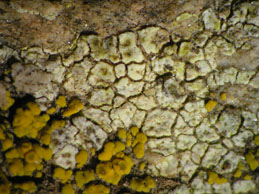 [Acarospora microcarpa]