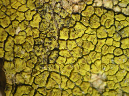 [Acarospora microcarpa]