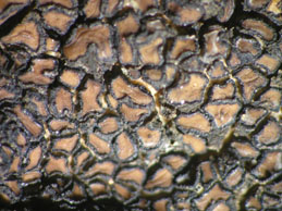 [Acarospora scotica]