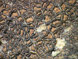 [Acarospora scotica]