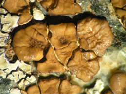 [Acarospora strigata]