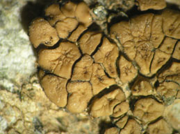 [Acarospora strigata]