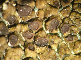 [Acarospora nitrophila]