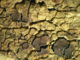 [Acarospora nitrophila]