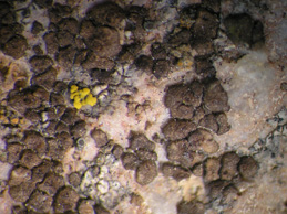 [Acarospora veronensis]