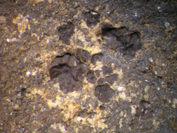 [Acarospora veronensis]