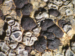 [Acarospora impressula]