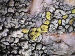 [Acarospora kordofanica]