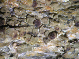 [Acarospora nitrophila]