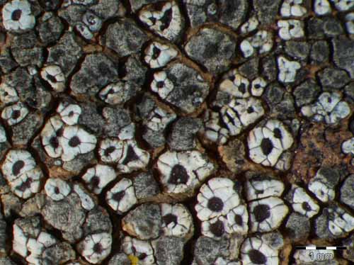 [Acarospora aeginaica]