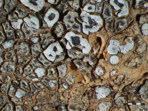 [Acarospora aeginaica]