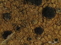 [Acrocordia macrospora]