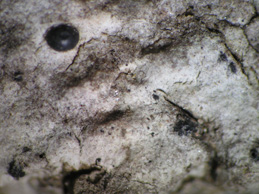 [Acrocordia gemmata]