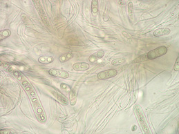 [Acrocordia gemmata]