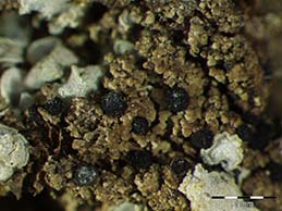 [Agonimia tristicula]