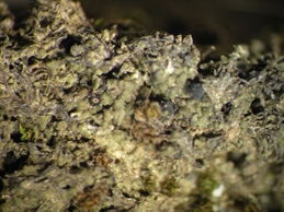 [Agonimia tristicula]