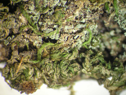 [Agonimia octospora]