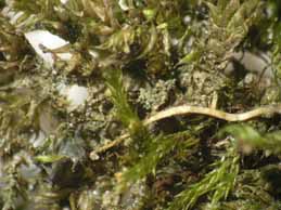 [Agonimia octospora]