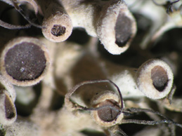 [Anaptychia ciliaris]