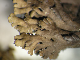 [Anaptychia runcinata]