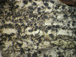 [Anisomeridium biforme]