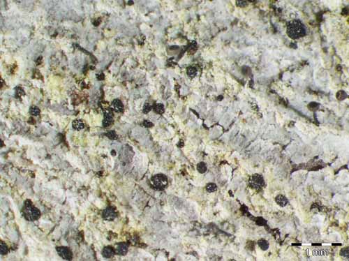 [Arthonia punctiformis]