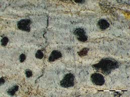 [Arthonia beccariana]