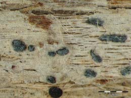 [Arthonia caesiella]