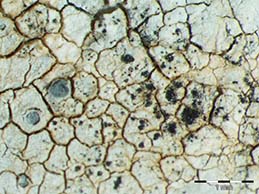 [Arthonia rubescens]