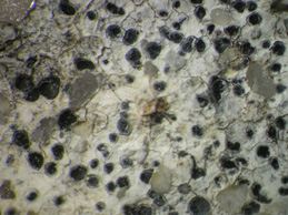 [Arthonia meridionalis]