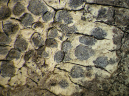 [Arthonia melanophthalma]