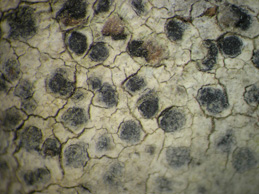 [Arthonia melanophthalma]