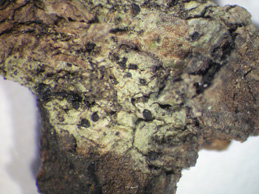 [Arthonia patellulata]